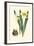 Yellow Narcissus II-Van Houtt-Framed Art Print