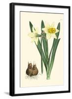 Yellow Narcissus II-Van Houtt-Framed Art Print