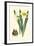 Yellow Narcissus II-Van Houtt-Framed Art Print