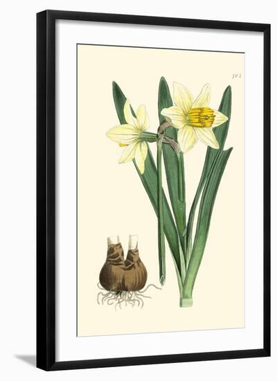 Yellow Narcissus II-Van Houtt-Framed Art Print