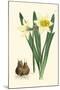 Yellow Narcissus II-Van Houtt-Mounted Art Print