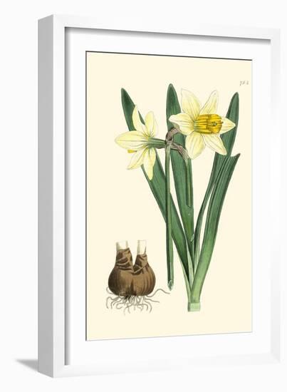 Yellow Narcissus II-Van Houtt-Framed Art Print