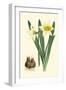 Yellow Narcissus II-Van Houtt-Framed Art Print