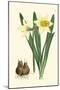 Yellow Narcissus II-Van Houtt-Mounted Art Print