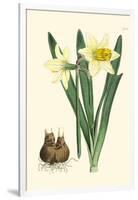 Yellow Narcissus II-Van Houtt-Framed Art Print