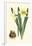 Yellow Narcissus II-Van Houtt-Framed Art Print