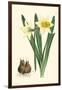 Yellow Narcissus II-Van Houtt-Framed Art Print