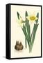 Yellow Narcissus II-Van Houtt-Framed Stretched Canvas