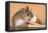 Yellow-Necked Mouse at Mousetrap-null-Framed Stretched Canvas