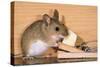 Yellow-Necked Mouse at Mousetrap-null-Stretched Canvas