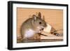 Yellow-Necked Mouse at Mousetrap-null-Framed Photographic Print