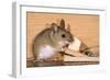 Yellow-Necked Mouse at Mousetrap-null-Framed Photographic Print
