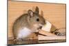 Yellow-Necked Mouse at Mousetrap-null-Mounted Photographic Print