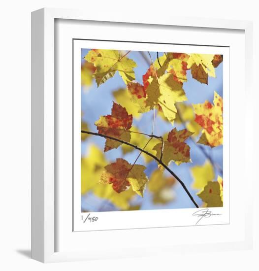 Yellow Oak Leaves-Ken Bremer-Framed Limited Edition