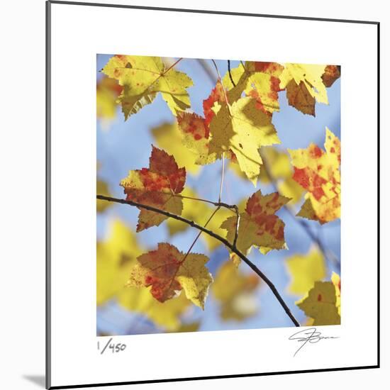 Yellow Oak Leaves-Ken Bremer-Mounted Limited Edition