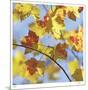 Yellow Oak Leaves-Ken Bremer-Mounted Limited Edition