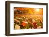 Yellow, Orange and Red Autumn Leaves in Beautiful Fall Park-logoboom-Framed Premium Photographic Print