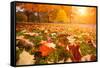 Yellow, Orange and Red Autumn Leaves in Beautiful Fall Park-logoboom-Framed Stretched Canvas