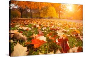Yellow, Orange and Red Autumn Leaves in Beautiful Fall Park-logoboom-Stretched Canvas