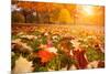 Yellow, Orange and Red Autumn Leaves in Beautiful Fall Park-logoboom-Mounted Photographic Print