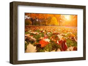 Yellow, Orange and Red Autumn Leaves in Beautiful Fall Park-logoboom-Framed Photographic Print