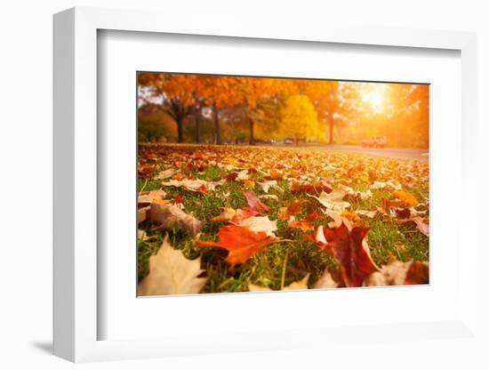 Yellow, Orange and Red Autumn Leaves in Beautiful Fall Park-logoboom-Framed Photographic Print