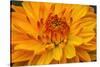 Yellow, orange dahlia blooming macro.-William Perry-Stretched Canvas