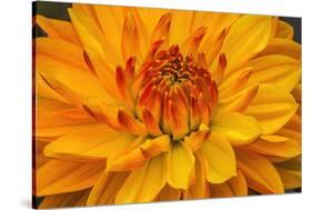 Yellow, orange dahlia blooming macro.-William Perry-Stretched Canvas