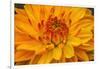 Yellow, orange dahlia blooming macro.-William Perry-Framed Photographic Print