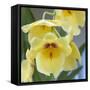 Yellow Orchid Blooms-Anna Miller-Framed Stretched Canvas