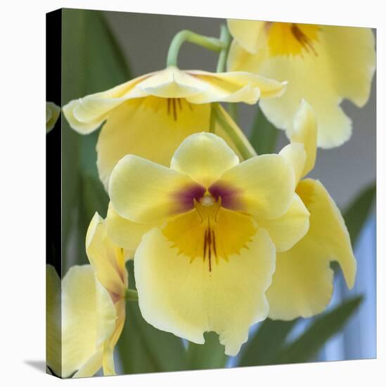 Yellow Orchid Blooms-Anna Miller-Stretched Canvas