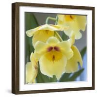 Yellow Orchid Blooms-Anna Miller-Framed Photographic Print