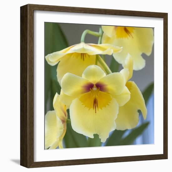 Yellow Orchid Blooms-Anna Miller-Framed Photographic Print