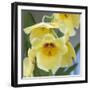 Yellow Orchid Blooms-Anna Miller-Framed Photographic Print