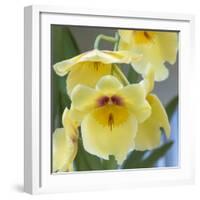 Yellow Orchid Blooms-Anna Miller-Framed Photographic Print