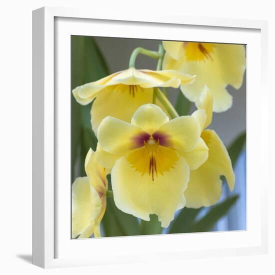 Yellow Orchid Blooms-Anna Miller-Framed Photographic Print