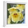 Yellow Orchid Blooms-Anna Miller-Framed Photographic Print