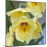 Yellow Orchid Blooms-Anna Miller-Mounted Photographic Print