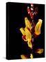 Yellow Orchid, Coffee Plantation and Museum, Museo del Cafe, Antigua, Guatemala-Cindy Miller Hopkins-Stretched Canvas