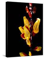 Yellow Orchid, Coffee Plantation and Museum, Museo del Cafe, Antigua, Guatemala-Cindy Miller Hopkins-Stretched Canvas