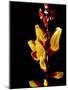 Yellow Orchid, Coffee Plantation and Museum, Museo del Cafe, Antigua, Guatemala-Cindy Miller Hopkins-Mounted Photographic Print