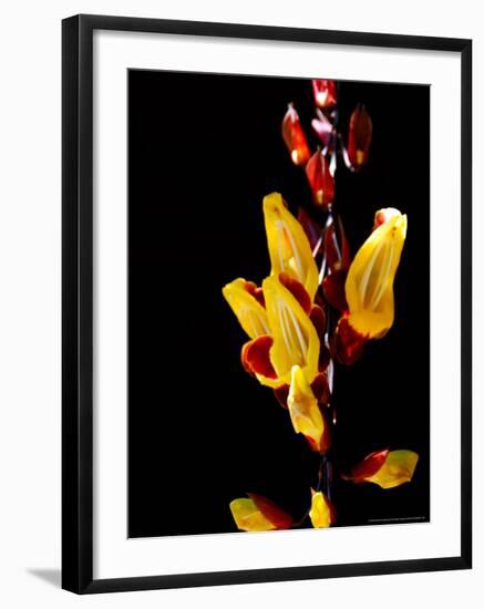 Yellow Orchid, Coffee Plantation and Museum, Museo del Cafe, Antigua, Guatemala-Cindy Miller Hopkins-Framed Photographic Print