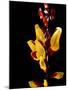 Yellow Orchid, Coffee Plantation and Museum, Museo del Cafe, Antigua, Guatemala-Cindy Miller Hopkins-Mounted Photographic Print