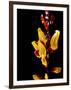 Yellow Orchid, Coffee Plantation and Museum, Museo del Cafe, Antigua, Guatemala-Cindy Miller Hopkins-Framed Photographic Print