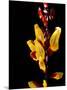 Yellow Orchid, Coffee Plantation and Museum, Museo del Cafe, Antigua, Guatemala-Cindy Miller Hopkins-Mounted Photographic Print