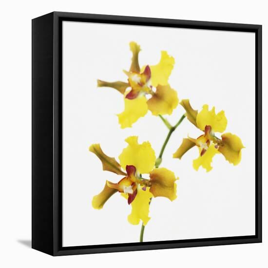 Yellow orchid-Micha Pawlitzki-Framed Stretched Canvas