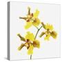 Yellow orchid-Micha Pawlitzki-Stretched Canvas