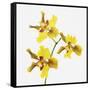 Yellow orchid-Micha Pawlitzki-Framed Stretched Canvas