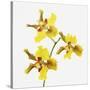 Yellow orchid-Micha Pawlitzki-Stretched Canvas