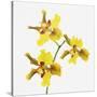 Yellow orchid-Micha Pawlitzki-Stretched Canvas